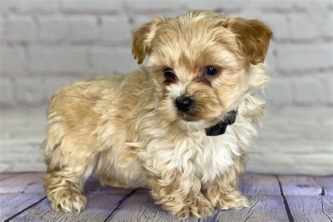 These are small little pups that were bred specifically to be the ultimate companion dogs—and they're one of the most popular breeds in the US. . Yorkie poo puppies near me
